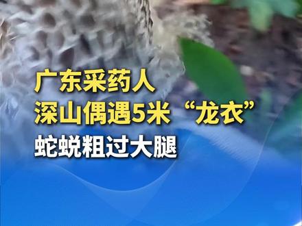 12月2日,广东阳江。广东#采药人深山偶遇5米“龙衣” ,蛇蜕粗过大腿。采药人:猜测是蟒蛇,因担心捡拾可能违法,故没有捡拾。(大象新闻)