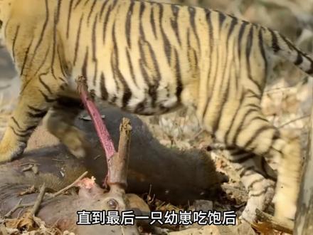 母虎养育幼崽频繁外出捕食,一头雄鹿让虎妈一家饱餐一顿 #孟加拉虎 #老虎 #自然奇境科普季 #动物生存故事 #动物世界