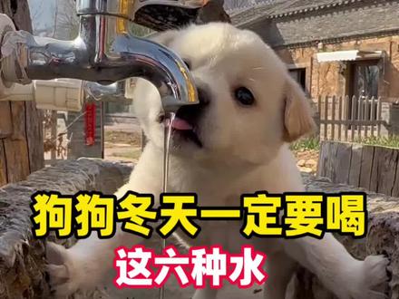 狗狗冬天一定要喝这六种水!#养狗人 #新手养狗 #养狗经验分享 #科学养狗 #养宠进阶指南