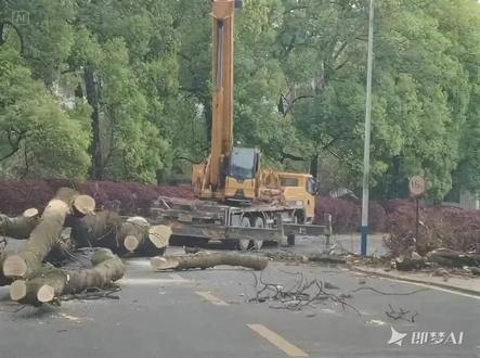 湖南武冈二中高三教学楼门口三百年古银杏树被砍伐