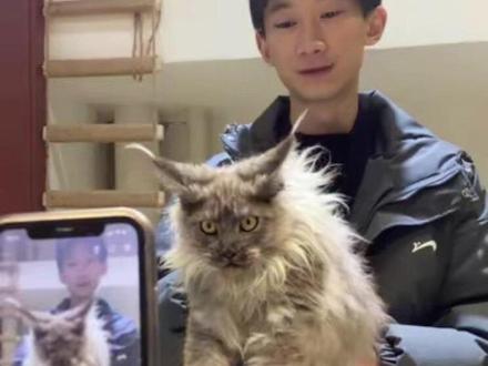 你们觉得豆包鉴定的咋样#缅因猫#萌宠出道计划 #缅因库恩猫 #动物成精 #你的猫也是这样玩吗😂😂😂😄