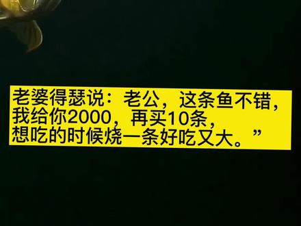 养鱼是件开心的事情!这个谎撒要用多少私房💰呀,再卖10条金龙😄😄#见者好运 #金龙 #观赏鱼 #龙鱼 #水族 #养鱼养心 #温州兴旺水族