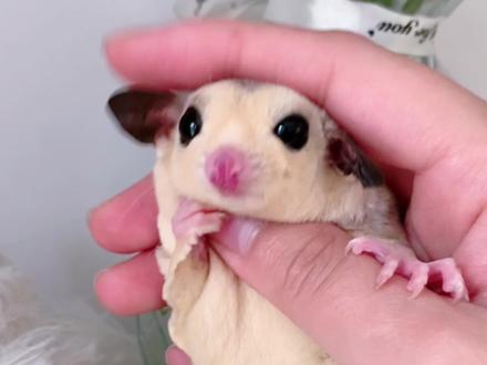 蜜袋鼯死亡前征兆#萌宠 #蜜袋鼯 #宠物