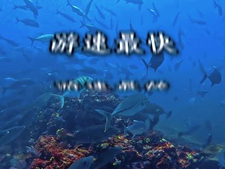 游速最快的5种鱼,时速190公里堪比高铁! #科普 #鱼 #海洋生物#动物排行 #热点