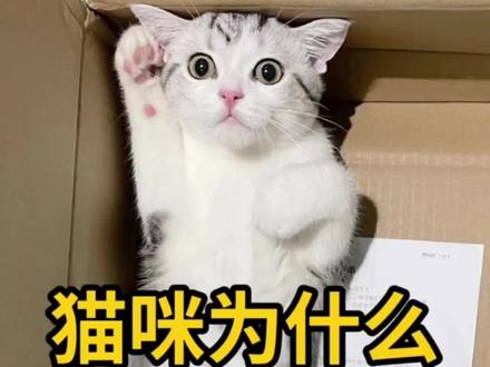 猫咪为什么喜欢钻纸箱? #创作灵感 #萌宠 #猫 #抖in萌宠计划 #抖音宠物 #猫咪的迷惑行为 #萌宠推荐官 #喵星人 #喵喵教 #圣火喵喵教 @DOU+小助手