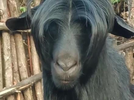 分享18种不同品种的羊,你认识几种?#羊 #内容启发搜索