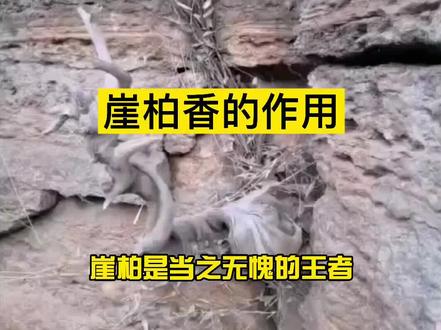 崖柏香的作用,崖柏香味功效!#崖柏香 #崖柏