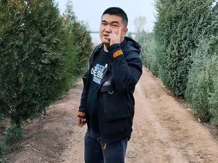 清明节计划种树的看过来了!四季常青的松柏树榆次这里就有!而且在抖音39.9就能下单!#抖音本地流量来了 #榆次 #清明节 #柏树 #松树