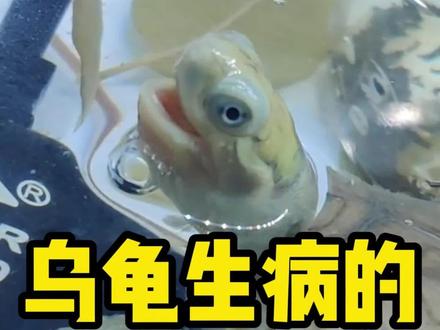 乌龟的六种常见疾病,内含处理方法! #乌龟 #乌龟日常 #乌龟生病 #宠物知识 #科学养宠攻略