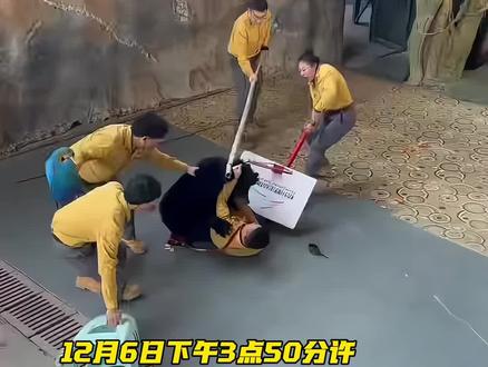 杭州动物园黑熊因抢胡萝卜扑咬饲养员 人员未受伤 剧场已暂停