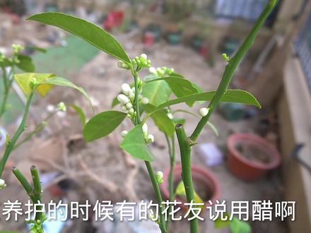 柠檬树的养护方法#养花