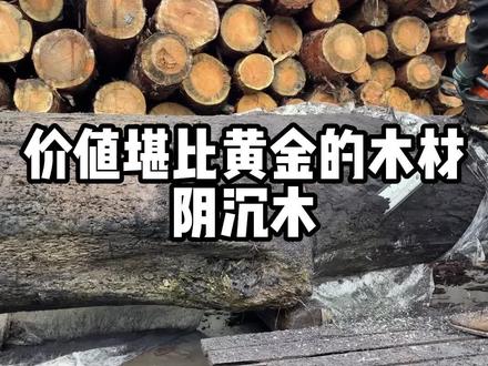 价格堪比黄金的木材-阴沉木#阴沉木 #木材
