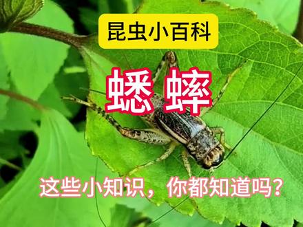 昆虫小百科之蟋蟀。这些小知识,你都知道吗?#热爱大自然 #蟋蟀 #昆虫有没有感情