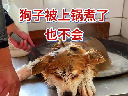 狗狗就算被上锅煮了 他也不会告诉你的这几件事
#萌宠推荐官#萌宠出道计划#萌宠成精了#养狗经验分享#新手养狗