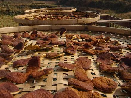 陈皮这样晒才是宝,经过三蒸三晒后的陈皮最耐保存,用来做香料或泡茶喝都特别好 #乡村美食 #抖音美食创作人