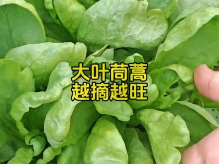 四季都能种的大叶茼蒿,摘完又长,太香了!
#两广种菜 #大叶茼蒿种植技巧 #家庭种菜 #阳台种菜 #蔬菜种植小妙招