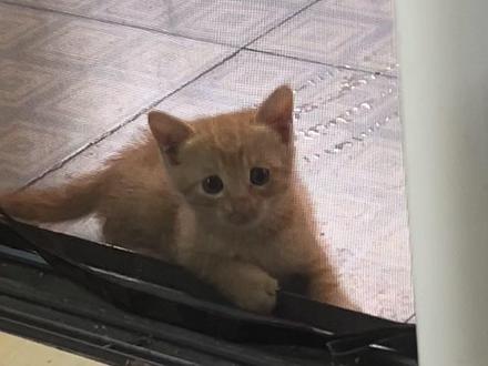 哪来的鸡翅包饭#小橘猫🐈