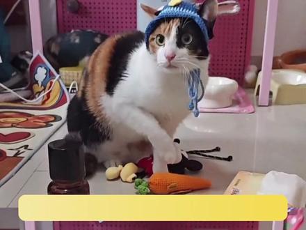 谁能想到小猫咪年底也要期末考试啊~#萝卜纸巾猫 #猫咪 #搞笑 #万万没想到 #超级无敌大开门