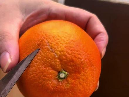 #新鲜采摘 #赣南脐橙 赣南人必备的技能