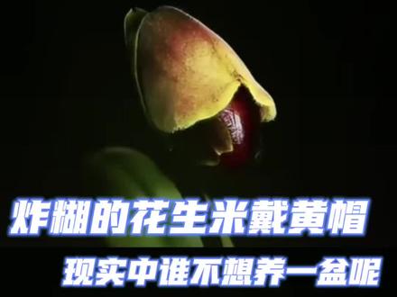 现实中谁能拒绝一盆炸糊的花生米戴黄帽呢(cr:植物眼(青山))#兜兰 #植物#农科院 #娱乐评论大赏