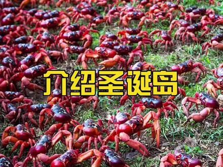 印度洋中的孤岛?野生鱼种和动物的天堂,钓鱼人的最爱!#年年有大鱼 #钓鱼那些事