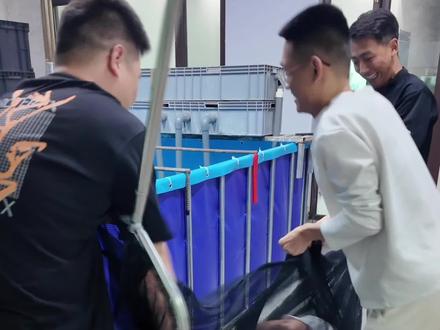 阿哲巨物猛鱼池第一波开战,全网首例极限细致操作,必须全力以赴,守护每一条巨物安全转运@暖心阿哲 #刀疤鲤#娱鱼