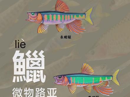 鱲|微物路亚如何区分鱲和马口鱼?除了看颜色和嘴,还可以看追星#原来钓鱼才是抖音运动顶流 #微物路亚 #溪流钓