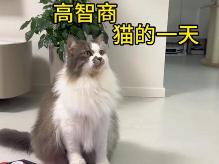 看看猫咪的一天都在干嘛 #猫咪