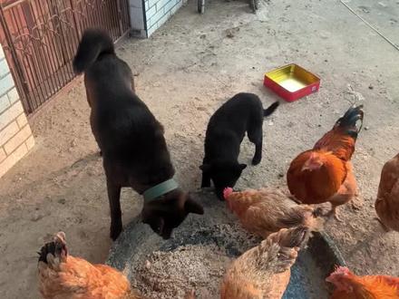 也是把三神兽集齐了#采情寻 #喂鸡主播 #咯咯哒 #小狗老弟