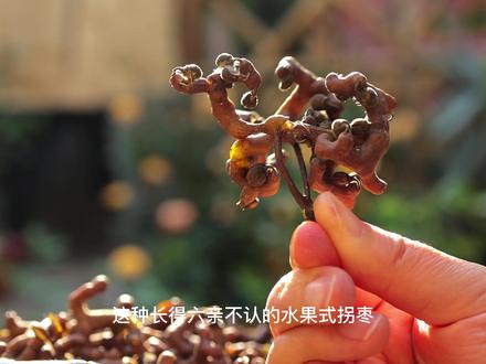 这种长得六亲不认的水果是 #拐枣,在地球上已经有两千多万年的成长史,因其长得像万字,又叫 #万寿果 ,鸡爪子, 今天我要用它泡 #拐枣酒