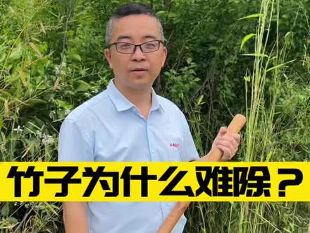 #竹子 该怎么除?可以试试这个配方#环嗪酮 #新农人计划2022 #来抖音学农技