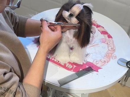 丝毛犬长毛造型教程来啦,适用于西施和马尔济斯,约克夏别这样剪哦#狗狗美容师 #西施犬美容 #马尔济斯美容 #杭州宠物店 #狗狗美容师