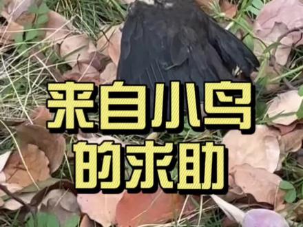 救助野生小动物的规范操作 点赞上海杨大姐,救助落巢野生小鸟的经典操作。#上海市民守法典范#野鸟救助 #普法正能量#野生动物保护法#普法