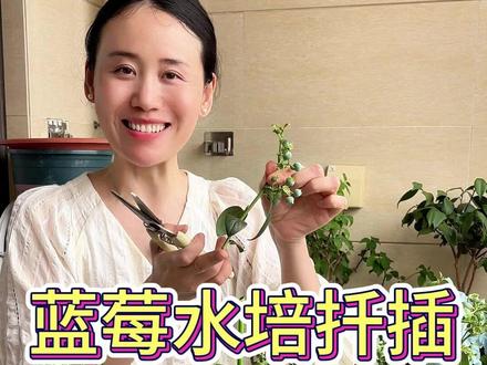 蓝莓水培扦插#蓝莓 #蓝莓种植 #花卉绿植 #养花 #养花小知识