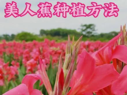美人蕉种植方法#水生植物 #抖音助农 #花卉绿植 #花卉基地 #创作灵感