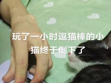 被逮到了吧哈哈哈#喵主子 #奶牛猫 #奶牛猫受害者联盟