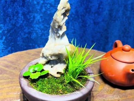 捡一块石头,几块钱菖蒲玩成咱们买不起的样子!
石菖蒲盆景制作:
①准备工作:准备一个花盆、一块景石、一颗石菖蒲、苔藓、速干胶、土、防漏网片等。
②第一步:花盆底部垫防漏网片后,底部垫一块小石头,用速干胶固定住,当底座,把景石放置在小石头上,用速干胶固定,缝隙大的地方,可以塞点纸巾后,滴速干胶水。
第二步:菖蒲拍两拍脱盆,取出适量的菖蒲,盆底垫一层薄土,石菖蒲脱盆,分株一半的一半的一半种植在花盆的合适位置后,花盆内土壤线低于花盆口1cm,土壤用竹签压实,以免盆内脱空。
第四步:去野外挖一株小小的虎耳草,找个合适的位置点缀。
第五步:把花盆里的土壤压紧后,用刷子把花盆面土壤刷平刷干净,铺上野外的苔藓。
第六步:浇水浇透至盆底部渗出既完工。#菖蒲盆景#石菖蒲 #石头盆景#新疆石头