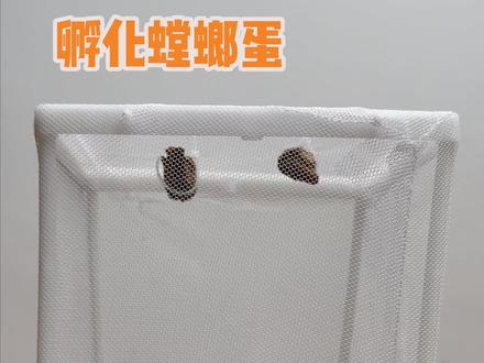 这玩意真的能孵化出小螳螂吗#螳螂蛋 #螳螂 #玩个很新的东西