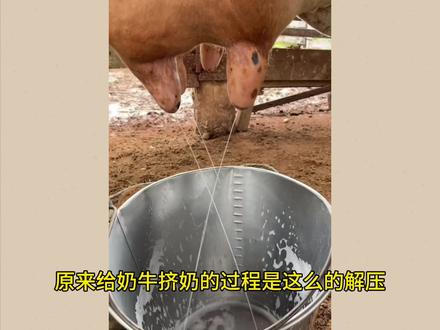 原来给奶牛挤奶的过程是这么解压 #给奶牛挤奶 #高能#解压