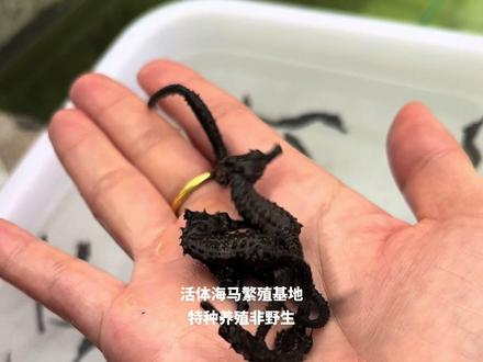 关于养海马的水,要用什么盐,各位注意了!#人工合法养殖 #特种养殖观赏动物 #人工繁殖 #养鱼青年的故事 #养殖不易也要从容应对