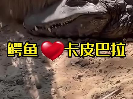 鳄鱼为什么不吃卡皮巴拉? #卡皮巴拉#神奇动物在抖音