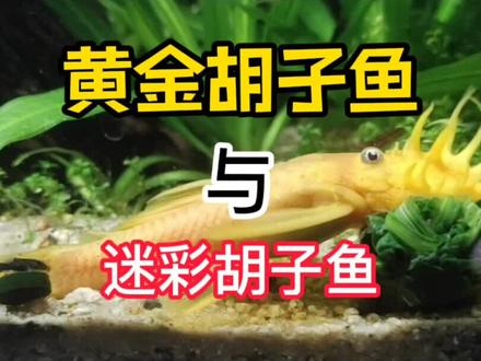 我家胡子鱼生娃了!#养鱼知识 #养鱼 #黄金大胡子#异形鱼