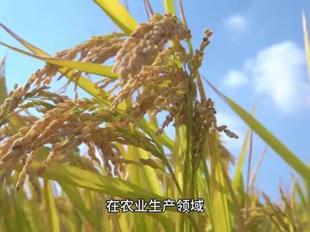 番茄卧倒栽植增产的原理及栽种方法