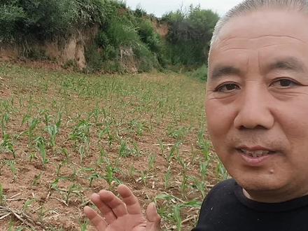 玉米苗瘫倒是谁之过?#玉米种植 #除草剂