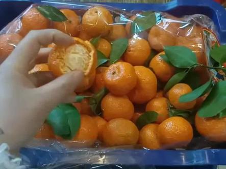柑橘枯水,是什么原因#橘子 #枯水#果子没有水分#砂糖橘#桔子