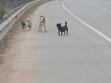 中华田园犬大战哈巴狗,只为和大黑狗完婚,猛犬相亲精彩刺激 #狗狗 #遛狗