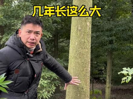 你们猜这颗金丝楠木多少年能长这么大#金丝楠木树苗 #金丝楠 #三农