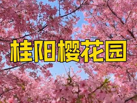 19.9元玩转桂阳樱花园!保姆级行程&避坑指南#旅行推荐官 #桂阳樱花园 #旅游规划 #郴州旅游 #周边游