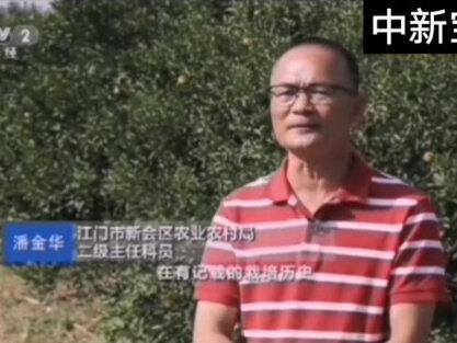 橘子皮晒干就是陈皮吗🤔?看完你就清楚了👌#中新宝®新会陈皮#新会柑#陈皮#新会柑皮#新会陈皮