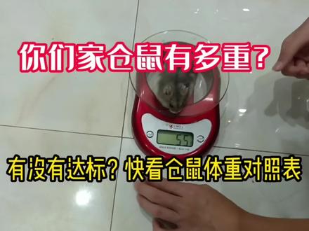 看看你家仓鼠有多重?有没有达标?猜猜我们家跳跳和躲躲达标了吗?成年仓鼠体重对照表来了!#仓鼠 #仓鼠日常 #仓鼠 #科普知识